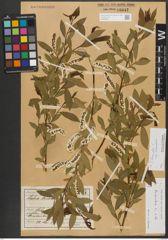 Foto von Salix triandra subsp. triandra L.